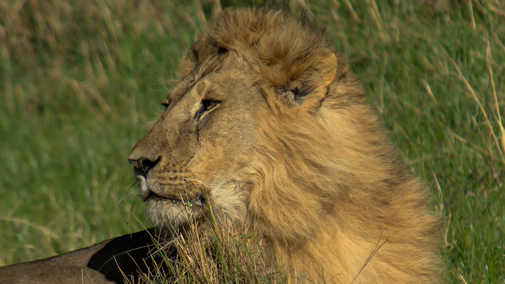 3-Days-2-Nights-Serengeti-National-Park2