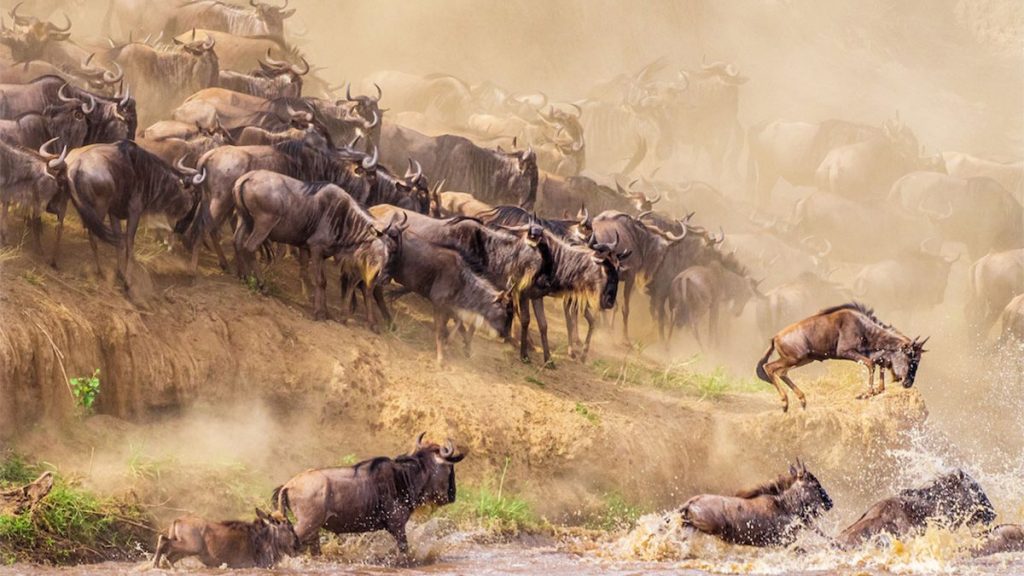 5-Days-Masai-Mara-Wildlife-Safaris-1024x576
