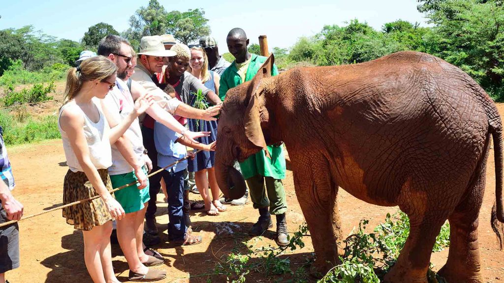 Elephants-2-1024x576