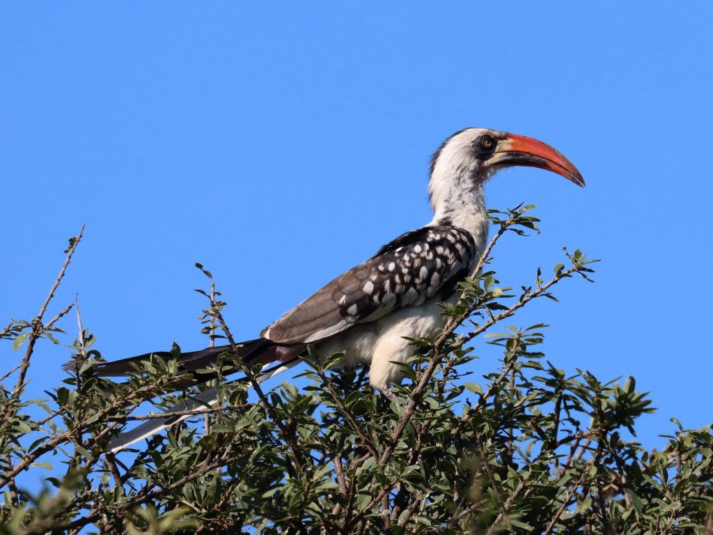 red-billed-hornbill-